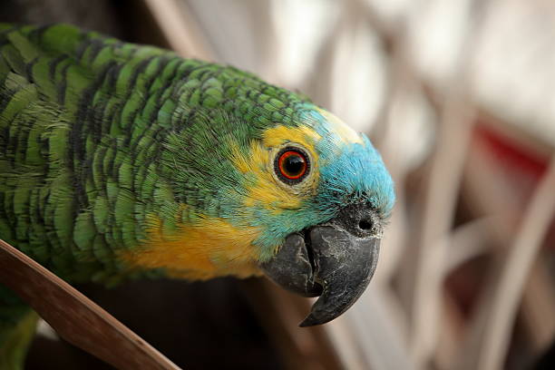 Blue Amaziramazone Parrot A Blue Amaziramazone Parrot amazona aestiva stock pictures, royalty-free photos & images