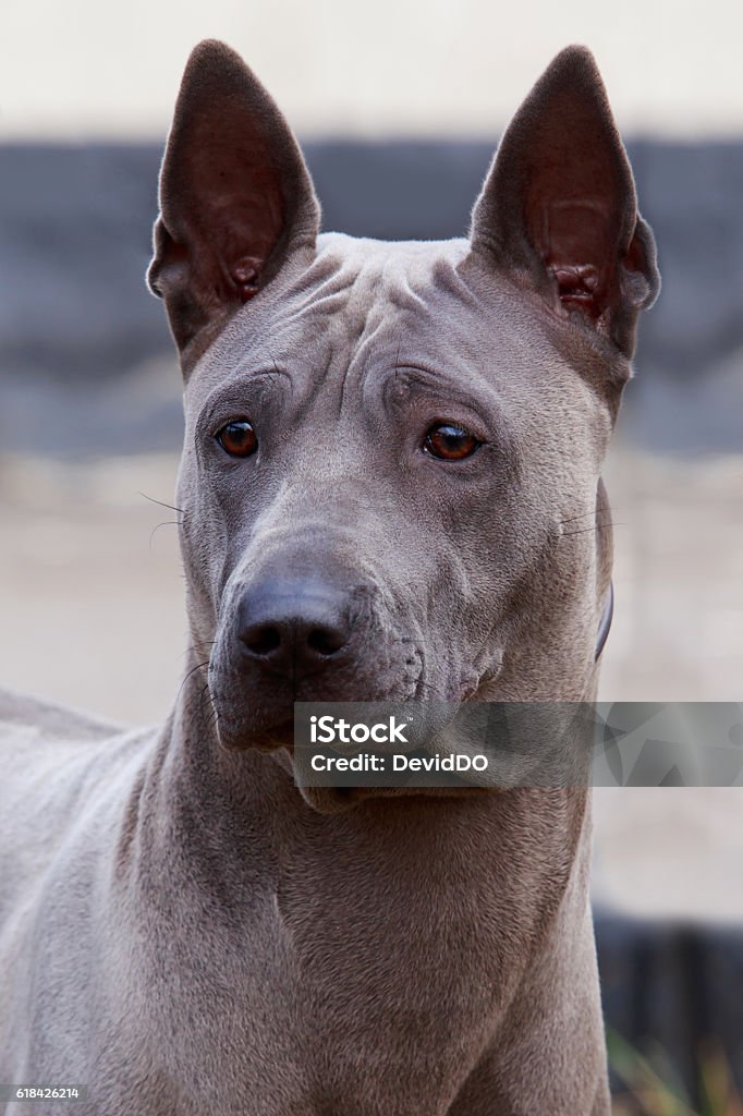 สุนัขพันธุ์ไทยริดจ์แบ็ก ภาพสต็อก - ดาวน์โหลดรูปภาพตอนนี้ - กลางแจ้ง -  การตั้งค่า, การถ่ายภาพ - ภาพ, การประจบสอพลอ - การชื่นชม - Istock
