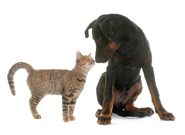 istock young beauceron dog and kitten 618426256