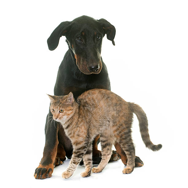 istock young beauceron dog and kitten 618426308