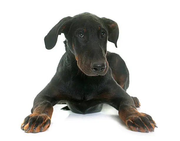 puppy beauceron dog in front of white background