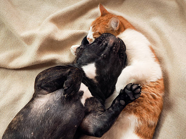 istock Cat and dog cute lying together on a bed 618426898
