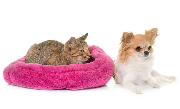 istock tabby kitten and chihuahua 618426986