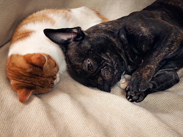 istock Dog sleeping with cat hugging Cat's paw. 618427244