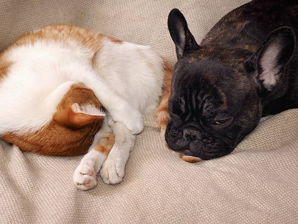 istock Funny dog sleeps on a cat tail. 618427364