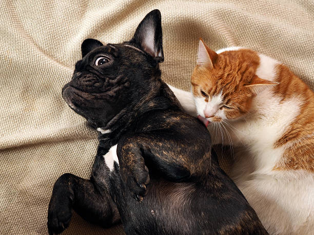 istock The cat licks a surprised funny dog 618427656