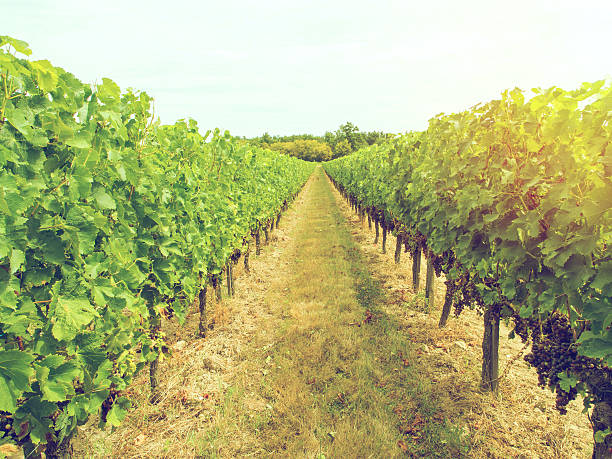 istock Cabernet sauvignon grapes in a vineyard in Bordeaux 618427828