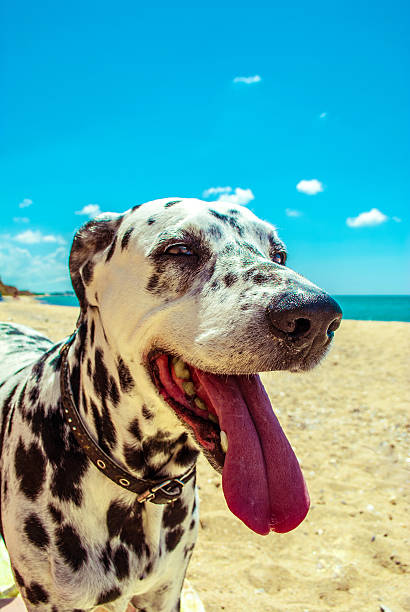istock Cute and Happy Dalmatian Dog on the beach 618428264
