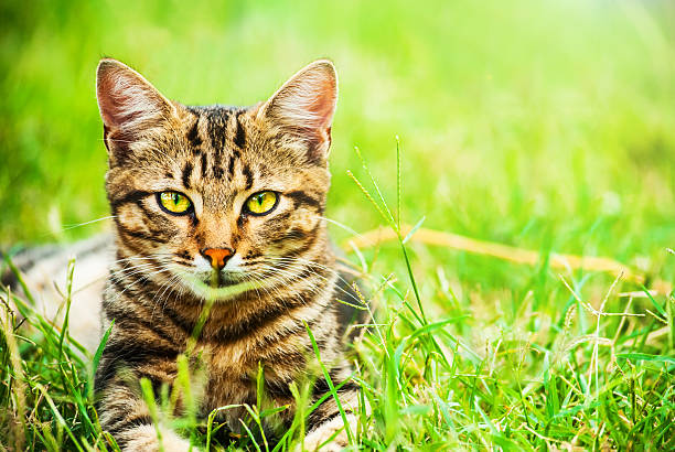 istock Homeless cat with beautiful eyes and leopard coloring 618428352