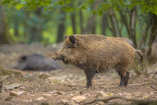 멧돼지 있는 임산 - domestic pig animals in the wild wild boar hunting 뉴스 사진 이미지