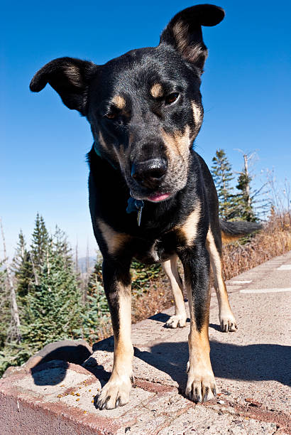 Dog Looking at the Camera This dog was photographed while hiking on Kendrick Peak In the Kendrick Mountain Wilderness of the Kaibab National Forest near Flagstaff, Arizona, USA. jeff goulden domestic animal stock pictures, royalty-free photos & images