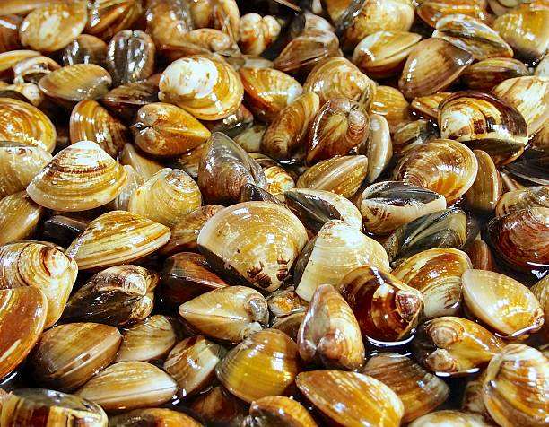 istock Clams closeup in the market 618429330