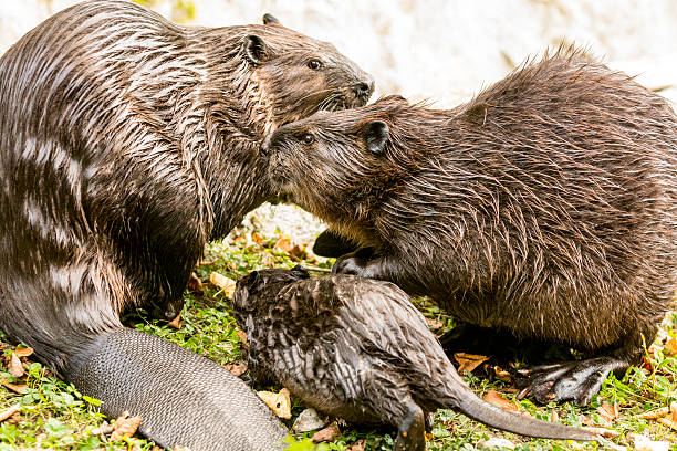 beaver family on lake shore - north american beaver fotos imagens e fotografias de stock