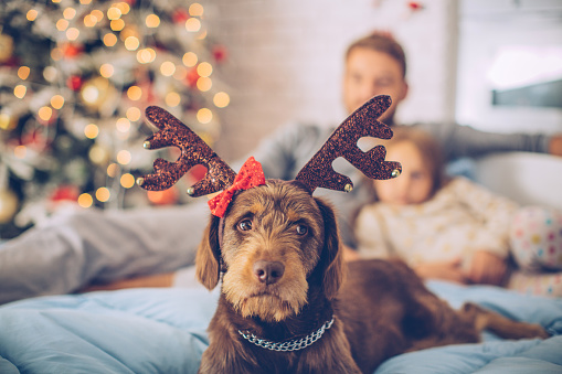 Cute dog with reindeer horns decoration on head lying on bed. Father with his daughter and Christmas three in background.