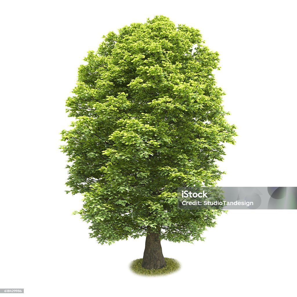 Tree Single Without Background Single Tree Isolated On White Background Stock Photo - Download Image ...