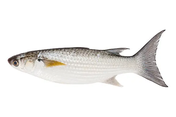 Grey Mullet or flathead mullet fish (Mugil cephalus) isolated on white background.