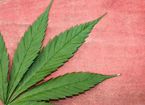 istock Green and red ganja natural background 618431044