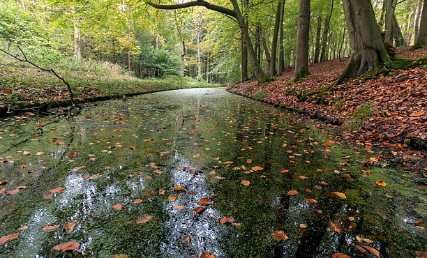 istock Autmn leaves on the water 618431130