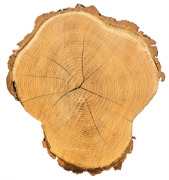 istock Cross section of tree trunk Isolated on white background 618431358