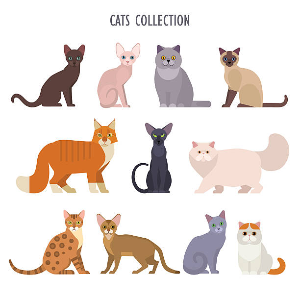 Cats collection Vector collection of  different cats breeds - havana brown, sphynx, British Shorthair, Siamese, Maine Coon, Oriental, Persian, Bengal, Abyssinian, Russian Blue, Exotic, isolated on white. gray color illustrations stock illustrations