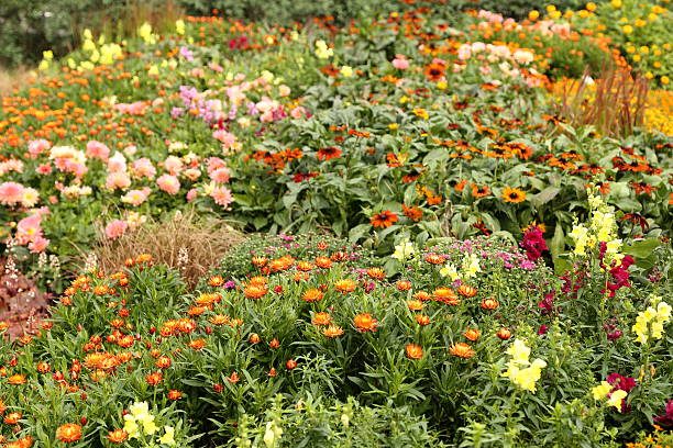 istock Colourful flower garden 618433706