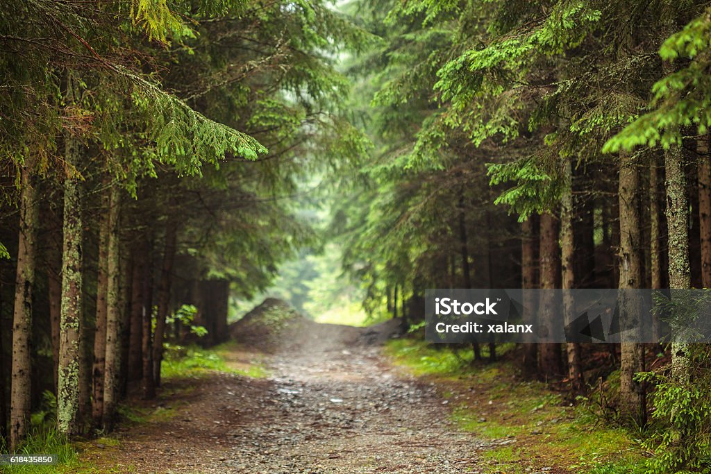 Camino a través del bosque de pinos - Foto de stock de Bosque libre de derechos