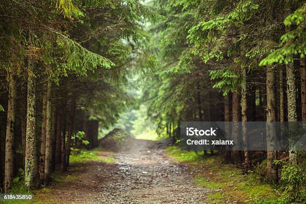 Foto de Estrada Através Da Floresta De Pinheiros e mais fotos de stock de Floresta - Floresta, Plano de Fundo, Trilha - Passagem de Pedestres