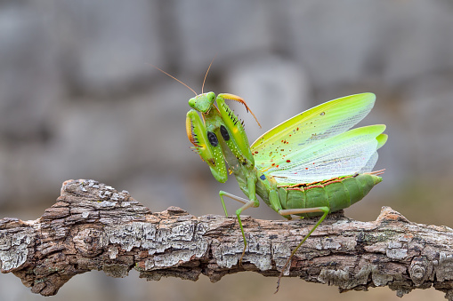 brown praying mantis on green background