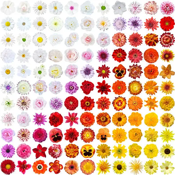 Colorful collage of flowers (121 flowers), collage flowers on isolated background