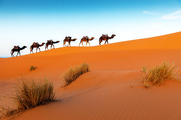 Camels in a series of walk-up, Erg Chebbi, Morocco stock photo