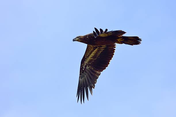 istock Bird of Prey 618437692