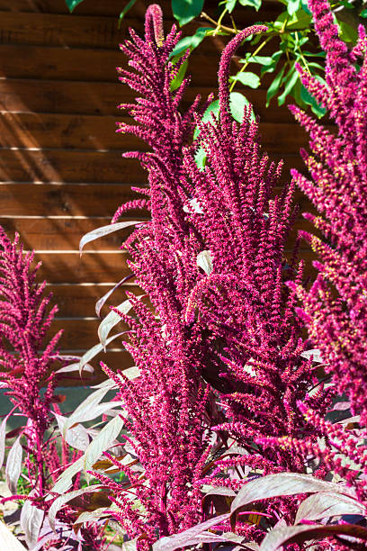 amaranto vermelho (amaranthus cruentus) close-up de inflorescência - amaranthus cruentus - fotografias e filmes do acervo