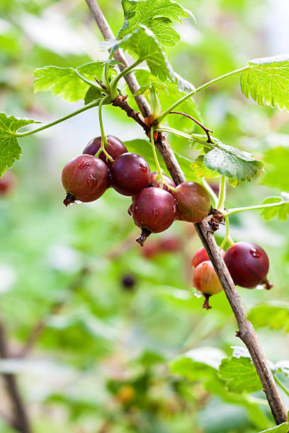 istock Ripening Jostaberry on a  branch 618439192