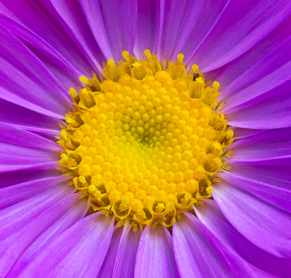 aster flower texture yellow and purple closeup