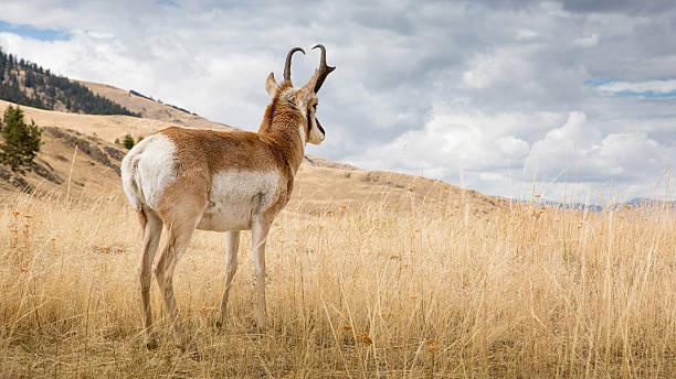Pronghorn Antelope stock photo