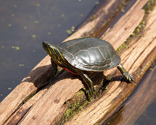 Western Painted Turtle stock photo