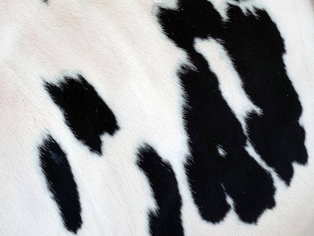 istock White and Black Cow skin fur pattern 618439988