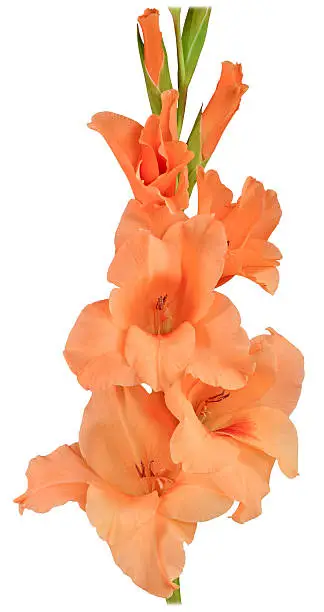 single stem flower gladiolus with petals of light orange, peach color isolated on white background