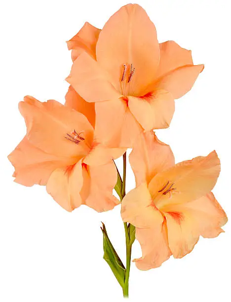 single stem flower gladiolus with petals of light orange, peach color isolated on white background