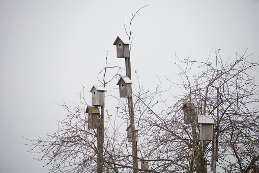 Birdhouses. Caring for wild birds, Birdhouses. Environment protection