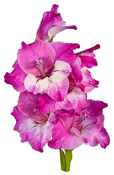 gladiolo viola 1 - gladiolus single flower stem isolated foto e immagini stock