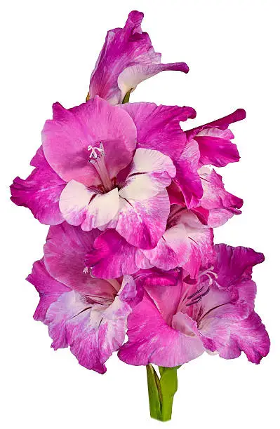 single stem flower gladiolus with petals of red, purple and white color isolated on white background