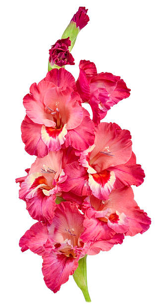 gladiolo rosso 1 - gladiolus single flower stem isolated foto e immagini stock