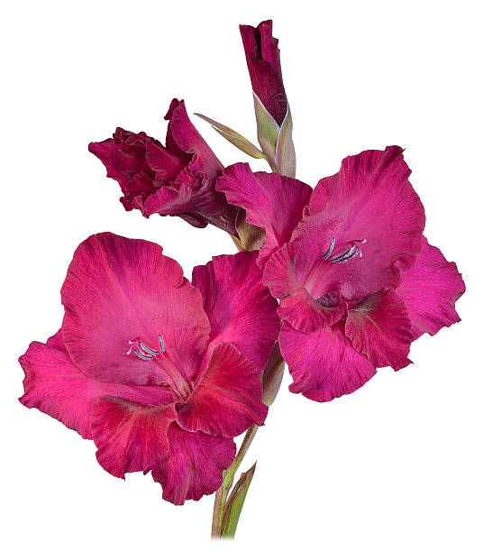 gladiolo rosso 2 - gladiolus single flower stem isolated foto e immagini stock