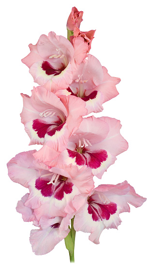 single stem flower gladiolus with petals of red, purple and white color isolated on white background