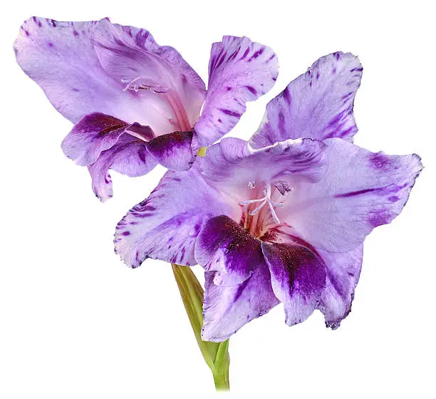 single stem flower gladiolus with petals of red, violet, purple and white color isolated on white background