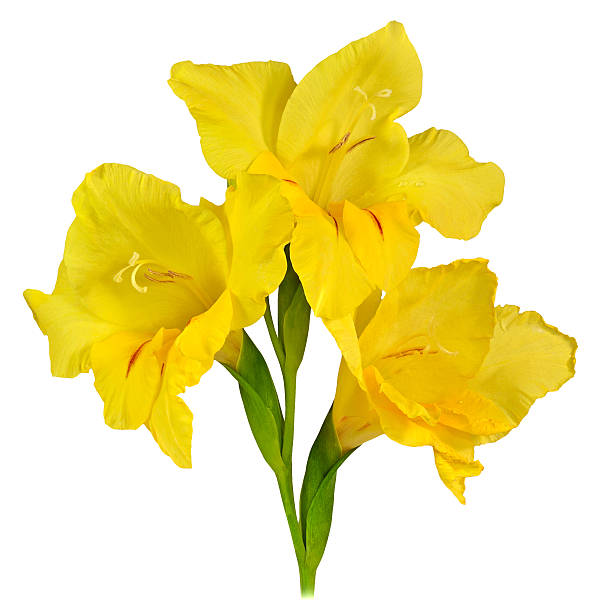 gladiolo giallo 1 - gladiolus single flower stem isolated foto e immagini stock