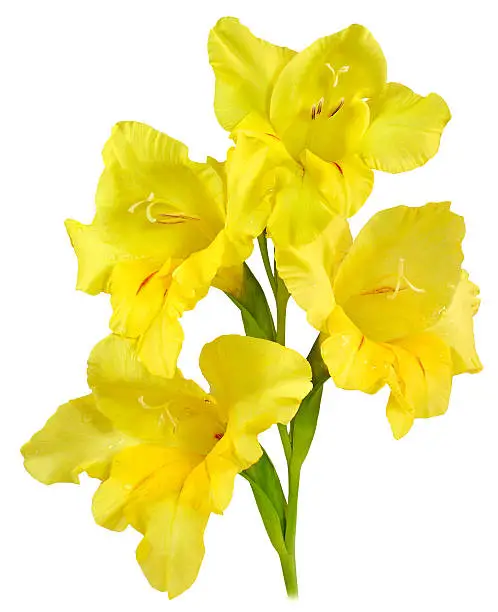 single stem flower gladiolus with petals of light yellow color isolated on white background