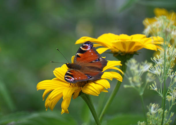 istock Red Butterfly on the Yellow Blooming Flower 618443266