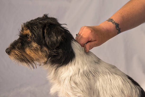 istock Dog hair trimming - grooming 618445070